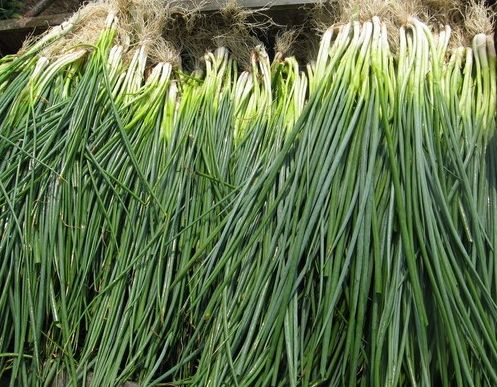 如何利用保鮮冷庫對大蔥進行正確儲藏?